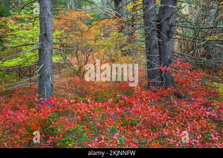 Ein roter Sopruce, Picea rubens, Wald im Herbst. Die Pocono Mountains in Pennsylvania Stockfoto