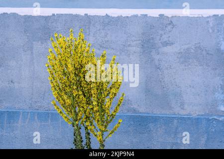 Leuchtend gelbe Blüten der Verbascum densiflorum Pflanze, allgemein bekannt als dicht blühende Königskerze, in einem sonnigen Sommergarten, schöner Blumenrücken im Freien Stockfoto