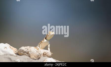 Ground Agama (Agama aculeata) Kgalagadi Transfrontier Park, Südafrika Stockfoto