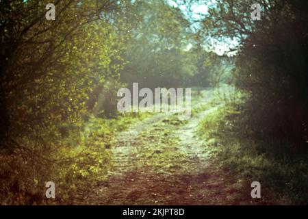 Magischer Wanderweg in Waldlandschaft Foto Stockfoto