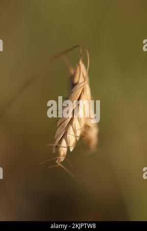 Close up gold ear of wheat concept photo Stockfoto