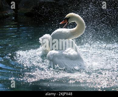 Nahaufnahme Schwan flatternde Flügel auf See Konzeptfoto Stockfoto