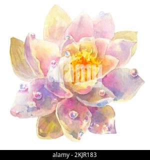 Weißwasserlilie Blume mit Tautropfen, Aquarell Illustration, Handzeichnung, Flora Hochzeit Stockfoto