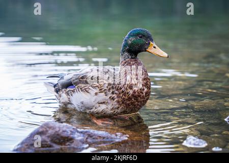 Männliche Stockente in einem See häutet. Einzelner Anas-Platyrhynchos-Vogel. Stockfoto