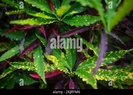 Hinterlässt den Hintergrund von variegierten Croton mit gelben und violetten Flecken Stockfoto