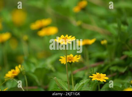 Sphagneticola trilobata Blooming Outdoors, Gänseblümchen-ähnliche Blumen, attraktiver Fokus, Gruppe gelber Gänseblümchen, gelber Gänseblümchen-Blüte im Hinterkopf Stockfoto