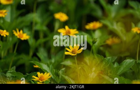 Sphagneticola trilobata Blooming Outdoors, Gänseblümchen-ähnliche Blumen, attraktiver Fokus, Gruppe gelber Gänseblümchen, gelber Gänseblümchen-Blüte im Hinterkopf Stockfoto