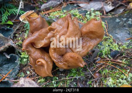 Ein Elfensattel, Gyromitra infula, der im Moos an einem Berghang über dem Callahan Creek in Lincoln County, Montana, wuchs, gebräuchliche Namen für G. Stockfoto