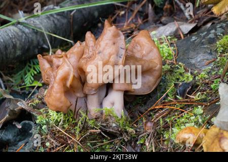 Effin Saddle Pilze, Gyromitra infula, wurden an einem Berghang über dem Callahan Creek in Lincoln County, Montana, gefunden. Gebräuchliche Namen für G. infu Stockfoto