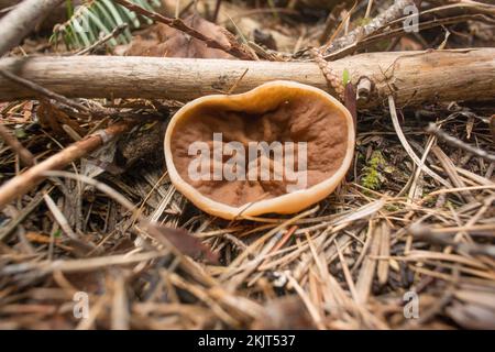 Gyromitra perlata, Schweineohr-Pilz, der auf den Hängen über dem Callahan Creek in Lincoln County, Montana, wächst. Diese Pilze sind im falschen Mo Stockfoto