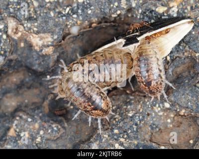 Holzlitze, die als Alloniscus oahuensis identifiziert wurden, säuberten eine Sonnenblumensamenschale auf Maui, Hawaii Stockfoto