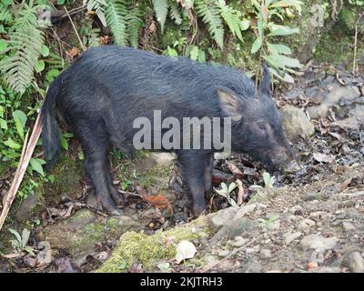 Wildschweine auf Maui, Hawaii Stockfoto