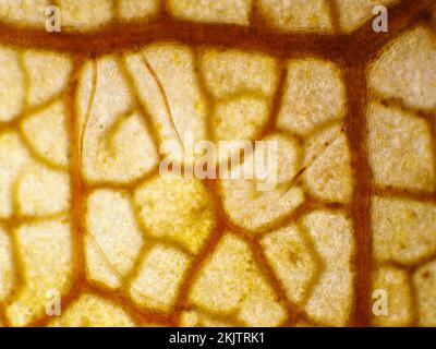 Rotes Ahornblatt im Herbst unter dem Mikroskop Stockfoto