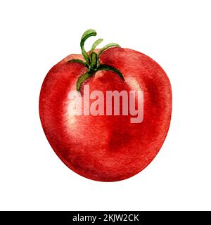 Abbildung einer ganzen Tomate in Aquarellfarbe, isoliert auf weißem Hintergrund. Rotes Gemüse, handgezeichnet. Designelement für Verpackung, Menü, Markt, Zutaten von Stockfoto