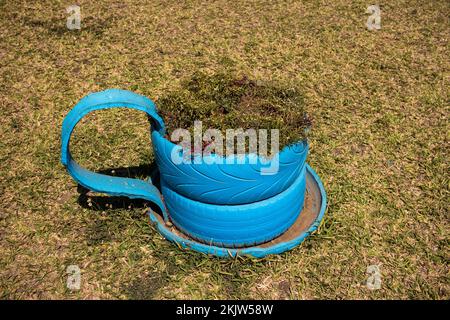 Recycelter Reifen, der als Pflanzenvase in Form einer Tasse Tee verwendet wird Stockfoto