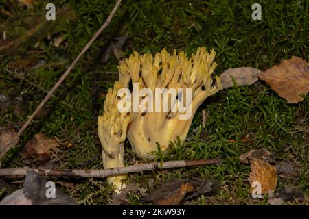 Nahaufnahme eines Korallenpilzes im Wald, auch Ramaria aurea oder Ziegenbart genannt Stockfoto