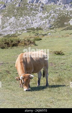 Asturische Berghuhn (Kuh) im Nationalpark Picos de Europa, Asturien, Spanien Stockfoto