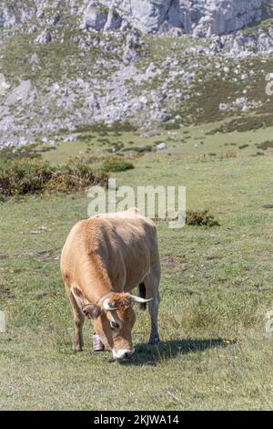 Asturische Berghuhn (Kuh) im Nationalpark Picos de Europa, Asturien, Spanien Stockfoto