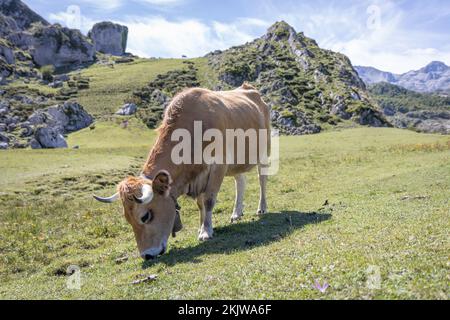 Asturische Berghuhn (Kuh) im Nationalpark Picos de Europa, Asturien, Spanien Stockfoto