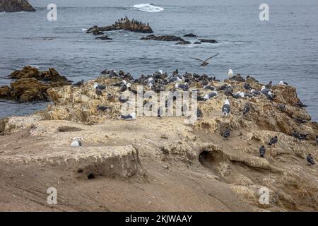 Ein Felsen im Pazifischen Ozean an der Westküste Kaliforniens, gefüllt mit Heermanns Möwen und Heringsmöwen. Stockfoto