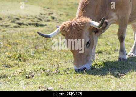 Asturische Berghuhn (Kuh) im Nationalpark Picos de Europa, Asturien, Spanien Stockfoto