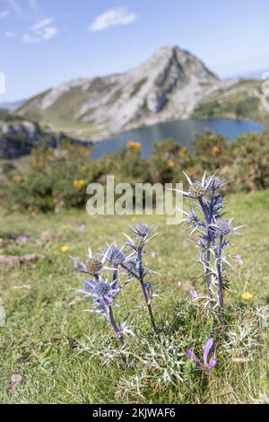 Eryngium bourgatii (Mittelmeer-Holly) Blumen im Picos de Europa Nationalpark, Asturien, Spanien Stockfoto