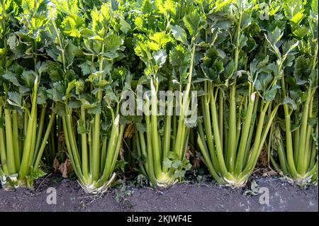 Eine Nahaufnahme einer Sellerieplantage, die im Gemüsegarten oder Gemüsegarten wächst Stockfoto