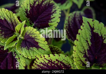 Eine Nahaufnahme der Coleus-Blätter (bemalte Brennnessel, Flammennessel) Stockfoto