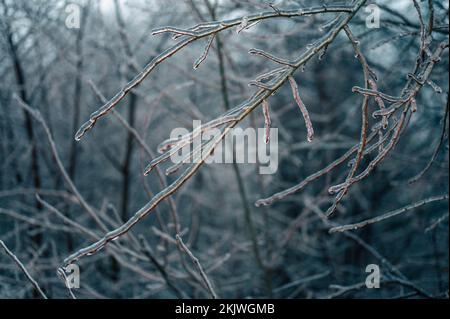 Eisiger Regen im Winter. Eis und Schnee auf dem Ast nach überfrierendem Regen. Ast vollständig in Eisglasur eingekapselt. Im Winter düster Stockfoto