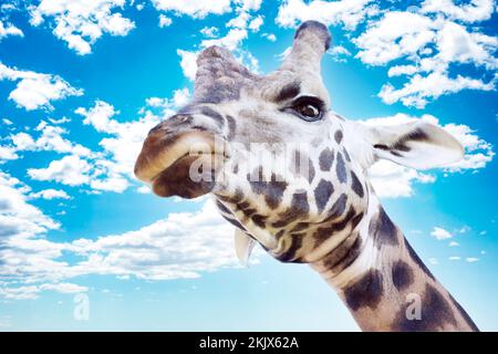 Ein großes Giraffenkopf-Porträt mit wütendem Gesichtsausdruck, der von oben auf den blauen Sommerhimmel mit flauschigen weißen Wolken schaut Stockfoto