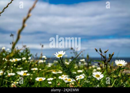 Kamillenanbau am Storm Beach von Carrowhubbuck North Carrownedin in der Nähe von Inishcrone, Enniscrone in County Sligo, Irland. Stockfoto