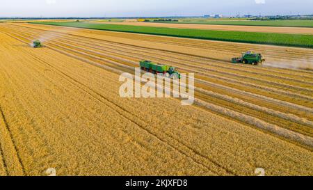 Luftaufnahme über zwei landwirtschaftliche Erntemaschinen, Mähdrescher beim Schneiden und Ernten von reifem Weizen auf landwirtschaftlichen Feldern. Traktor mit zwei Anhängern ist bereit Stockfoto