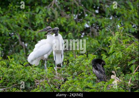 Waldstorch (Mycteria americana), der mit Wertschätzung im Baum steht, Wakodahatchee Feuchtgebiet, Florida, USA. Stockfoto