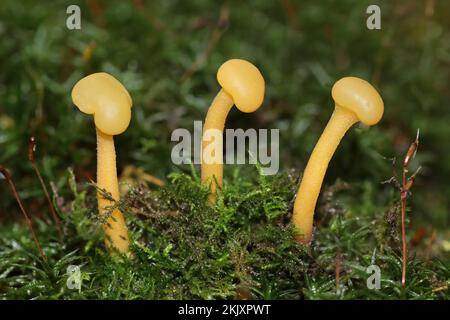 Jellybaby Leotia lubrica Stockfoto