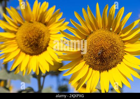 Nahaufnahme von 2 hellgelben Sonnenblumen (Helianthus annuus), einer unscharf und der vordere im Fokus mit einer Biene in der Mitte der Scheibenflo Stockfoto