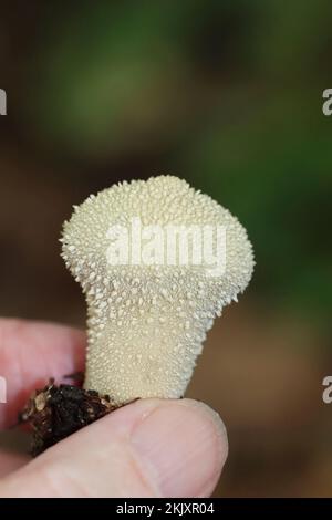 Gemeinsamen Puffball Lycoperdon perlatum Stockfoto