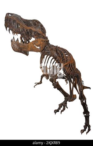 T-rex Skeleton „Stan“ Stockfoto