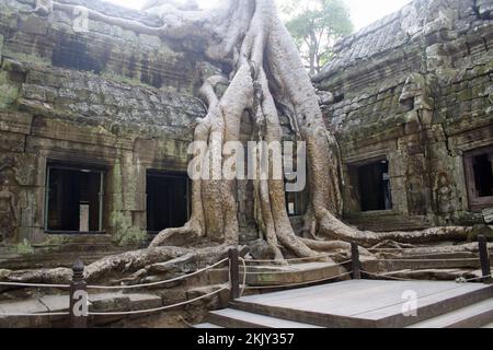 Spung Tree übernimmt die Galerie und zerstört die Steinarbeiten, Ta Prohm, Siem Reap, Kambodscha Stockfoto