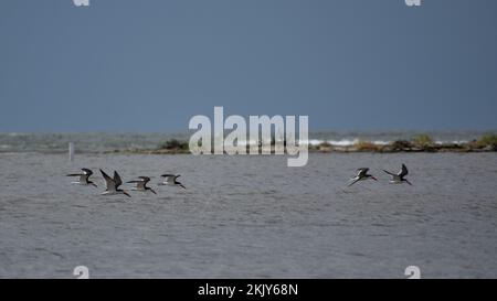 Schwarzer Schimmer (Rynchops niger), der über das Meer fliegt, Argentinien Stockfoto