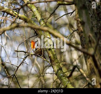 Eine Nahaufnahme eines europäischen Rotkehlchens, hoch oben auf einem trockenen Ast eines Herbstbaums Stockfoto