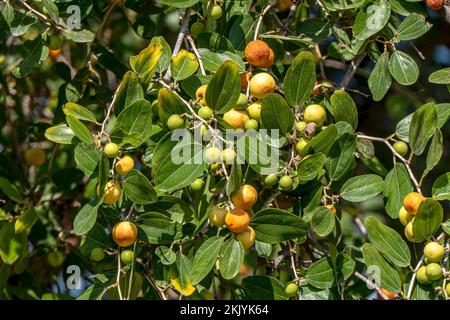 Reifung von Ziziphus spina-christi-Früchten unter den Blättern aus nächster Nähe. Israel Stockfoto