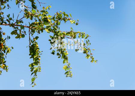 Reifung von Ziziphus spina-christi-Früchten unter den Blättern aus nächster Nähe. Israel Stockfoto