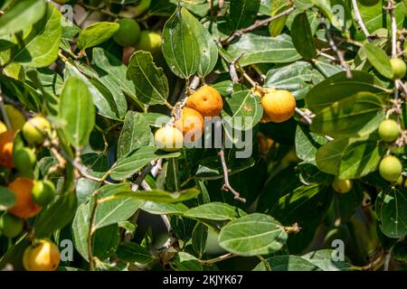 Reifung von Ziziphus spina-christi-Früchten unter den Blättern aus nächster Nähe. Israel Stockfoto