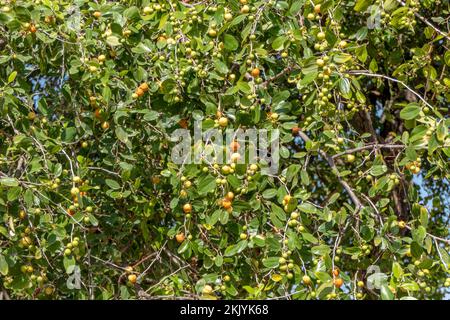 Reifung von Ziziphus spina-christi-Früchten unter den Blättern aus nächster Nähe. Israel Stockfoto