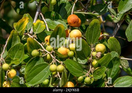 Reifung von Ziziphus spina-christi-Früchten unter den Blättern aus nächster Nähe. Israel Stockfoto