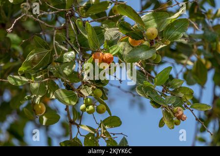 Reifung von Ziziphus spina-christi-Früchten unter den Blättern aus nächster Nähe. Israel Stockfoto