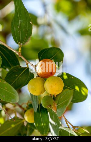 Reifung von Ziziphus spina-christi-Früchten unter den Blättern aus nächster Nähe. Israel Stockfoto