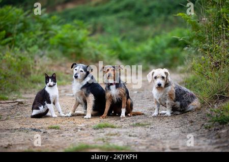 Drei Hunde und eine Katze sitzen auf einem Waldweg mit Grün im Hintergrund. Zweifarbige Katze und Hündchen, Beagle und Senior mouser. Familie. Kopieren Sie Spac Stockfoto