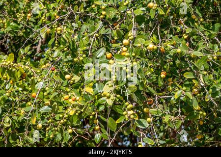 Reifung von Ziziphus spina-christi-Früchten unter den Blättern aus nächster Nähe. Israel Stockfoto
