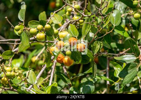 Reifung von Ziziphus spina-christi-Früchten unter den Blättern aus nächster Nähe. Israel Stockfoto